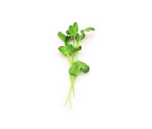 Anise Green