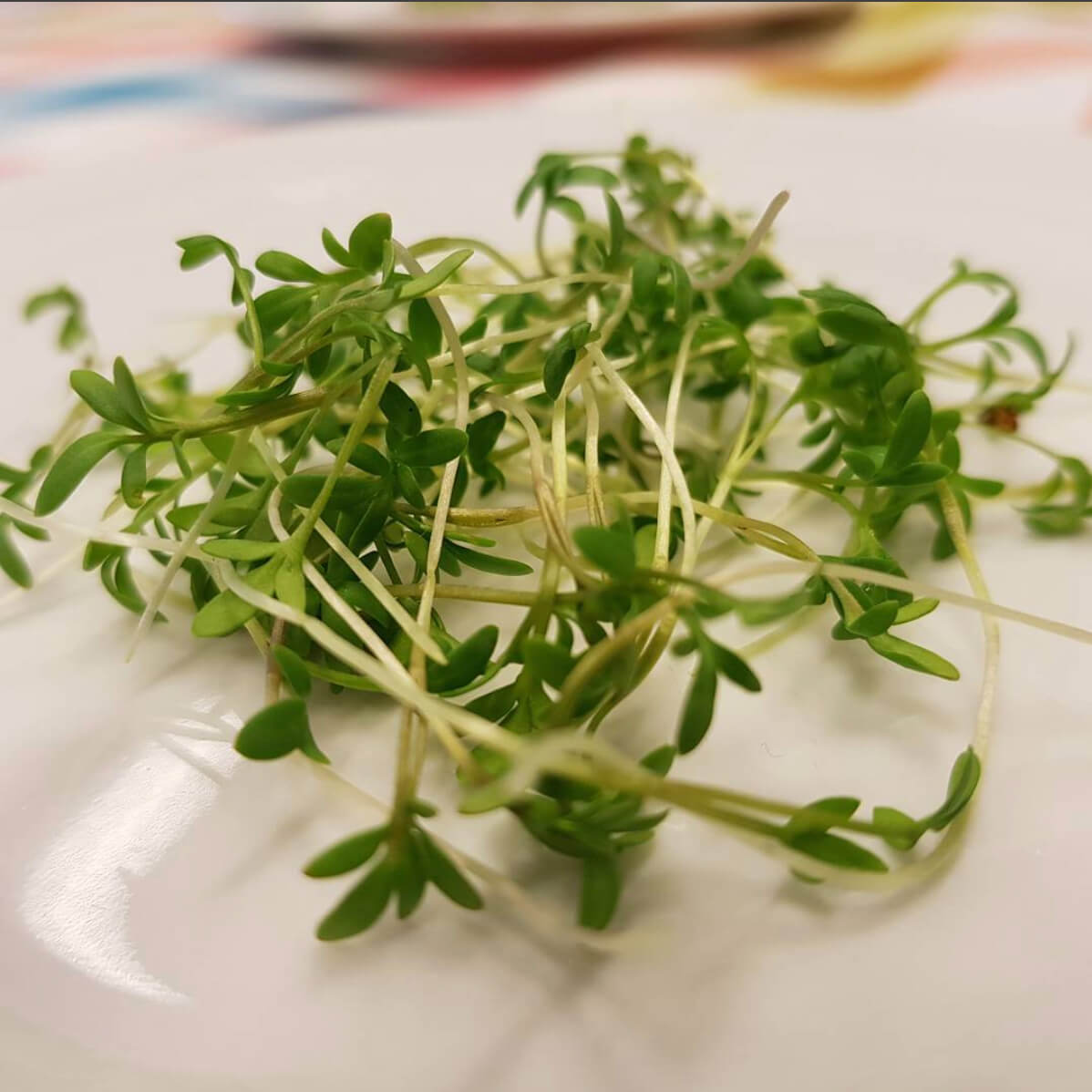 microgreens on a plate