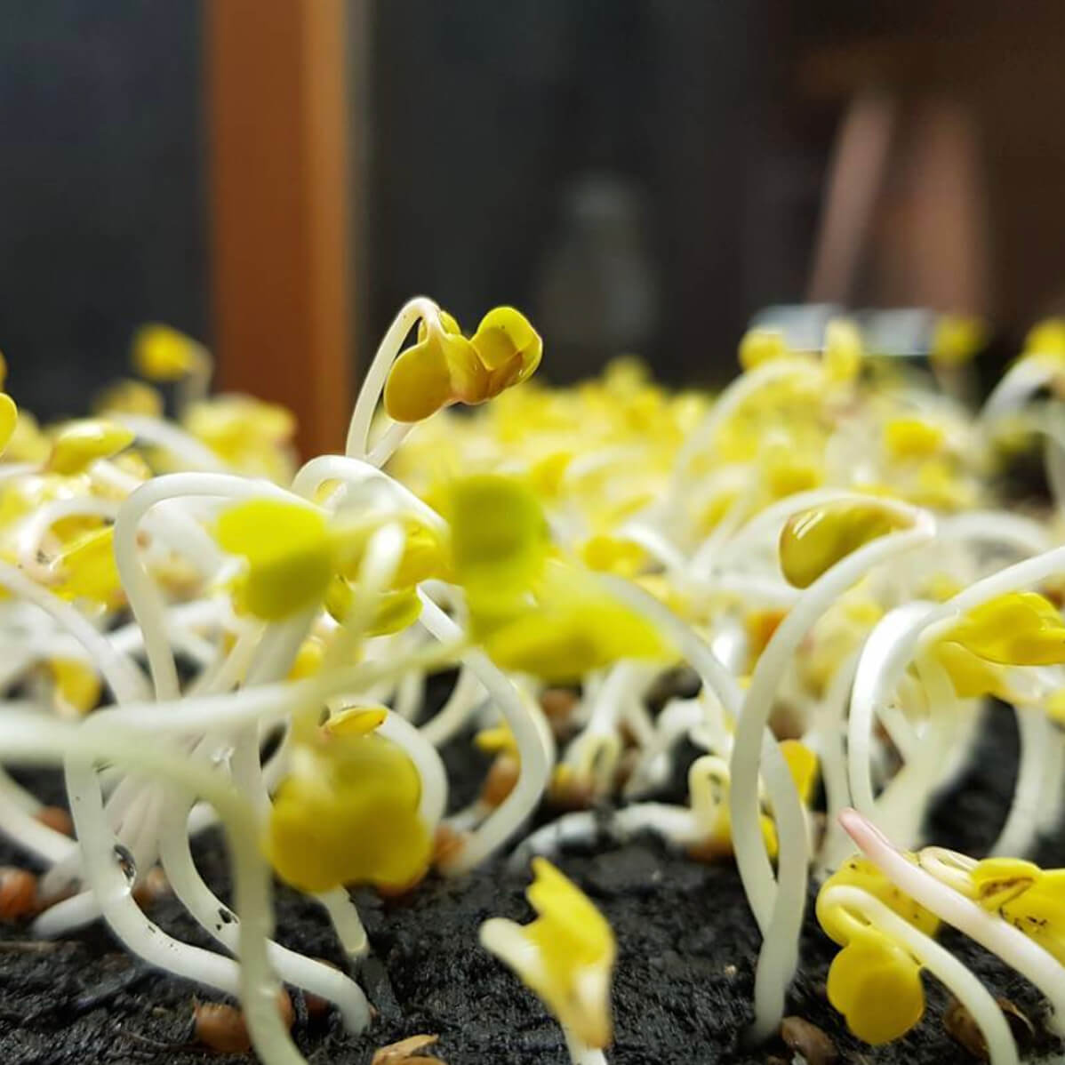 growing microgreens